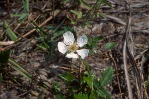 Rubus trivialis