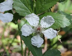 Rubus trivialis