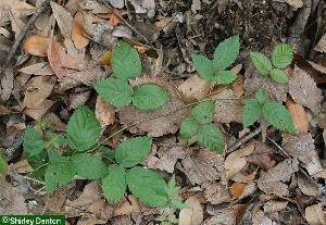 Rubus trivialis