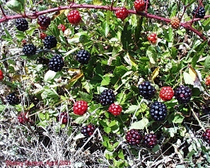 Rubus trivialis