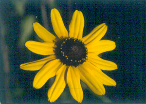 Rudbeckia hirta