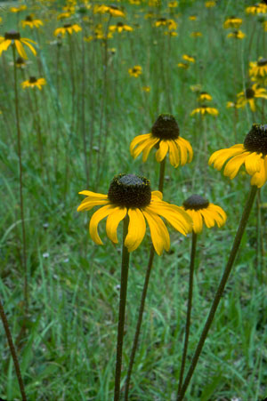 Rudbeckia hirta