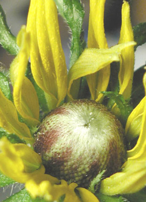 Rudbeckia hirta