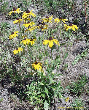 Rudbeckia hirta