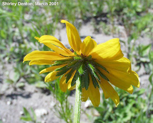 Rudbeckia hirta