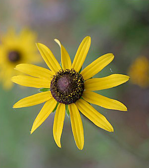 Rudbeckia hirta