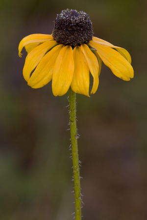 Rudbeckia hirta