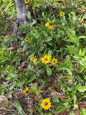 Rudbeckia hirta