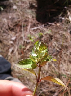 Ruellia blechum