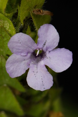 Ruellia blechum