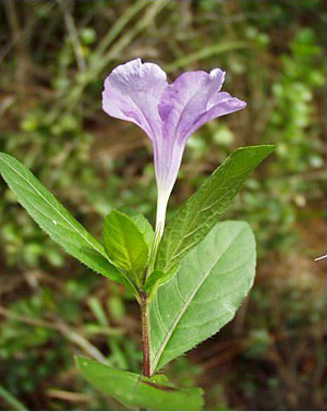 Ruellia caroliniensis