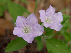 Ruellia caroliniensis