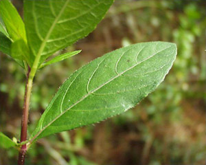 Ruellia caroliniensis