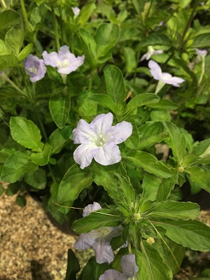 Ruellia caroliniensis