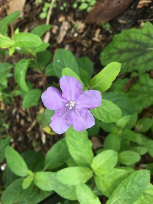 Ruellia caroliniensis