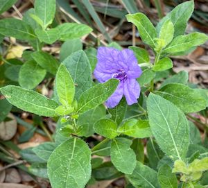 Ruellia caroliniensis