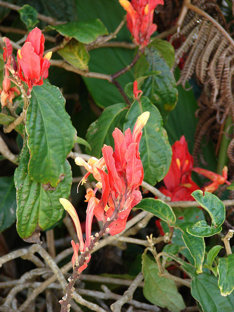 Ruellia chartacea