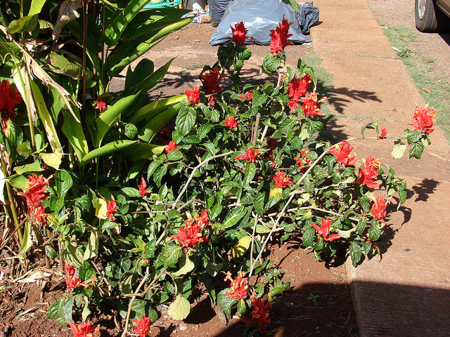 Ruellia chartacea