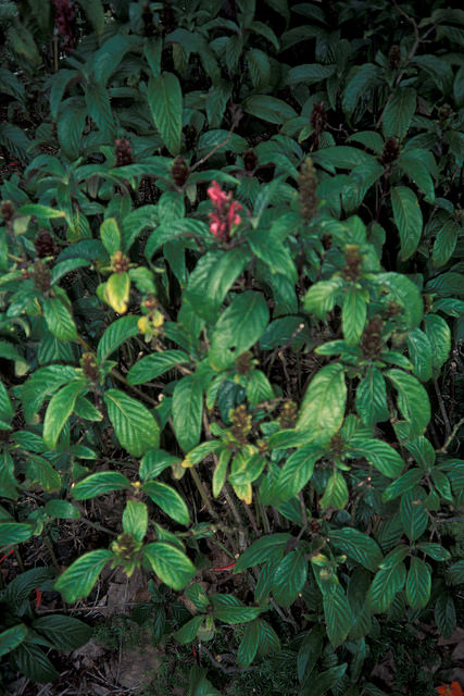 Ruellia chartacea