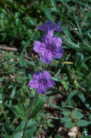 Ruellia ciliatiflora