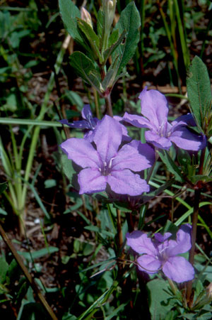 Ruellia succulenta