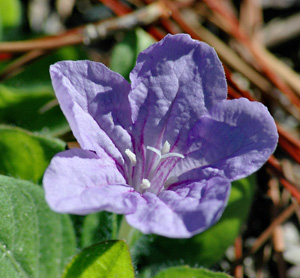 Ruellia succulenta