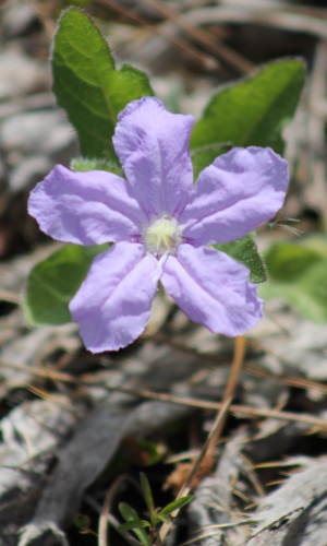 Ruellia succulenta