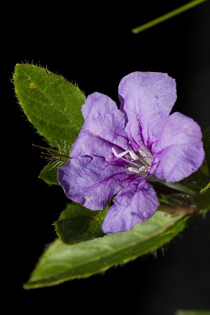 Ruellia succulenta