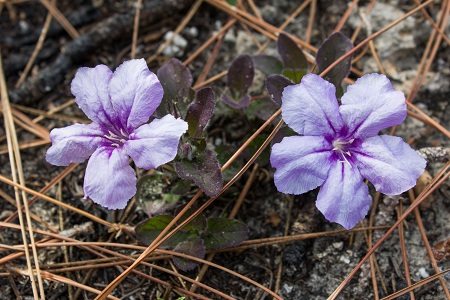 Ruellia succulenta