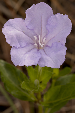 Ruellia succulenta