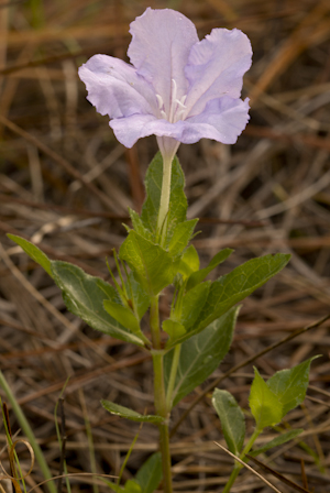 Ruellia succulenta