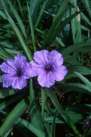 Ruellia simplex