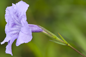 Ruellia simplex