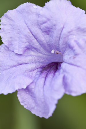 Ruellia simplex