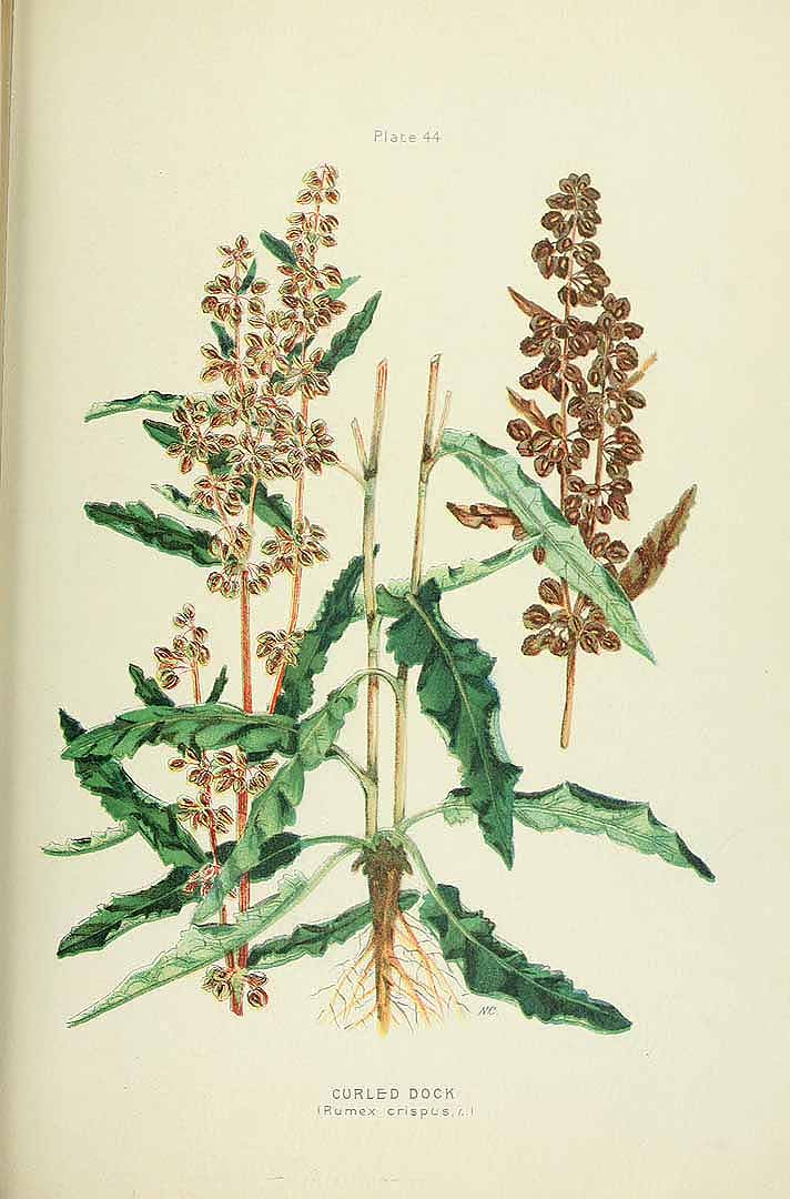 Rumex crispus