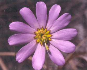 Sabatia decandra