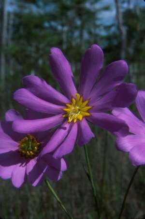 Sabatia decandra