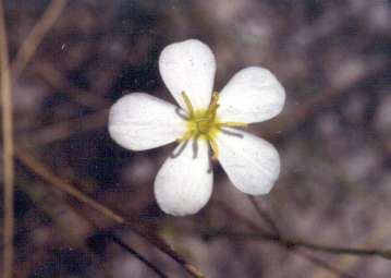 Sabatia brevifolia