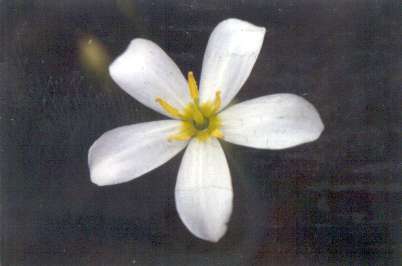 Sabatia brevifolia