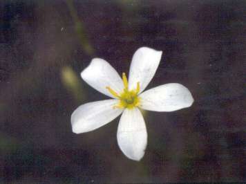 Sabatia brevifolia