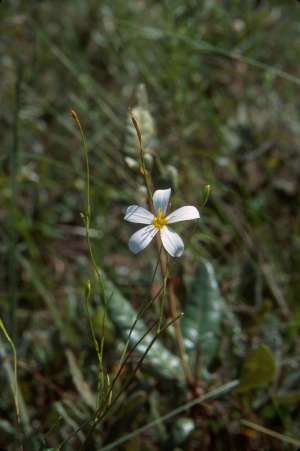 Sabatia brevifolia