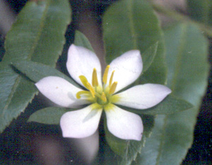 Sabatia calycina