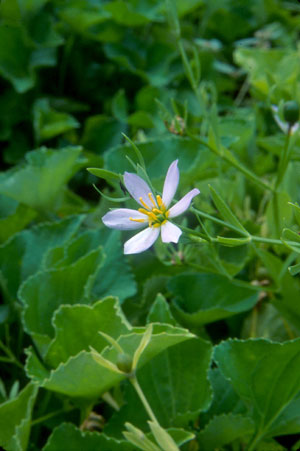 Sabatia calycina