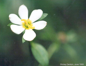 Sabatia calycina