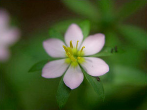 Sabatia calycina