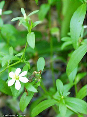 Sabatia calycina