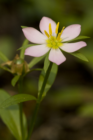 Sabatia calycina