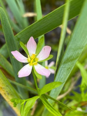 Sabatia calycina