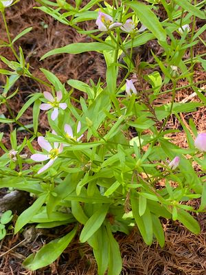 Sabatia calycina