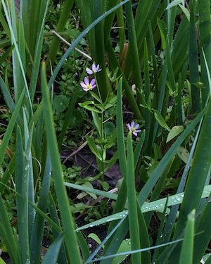 Sabatia calycina